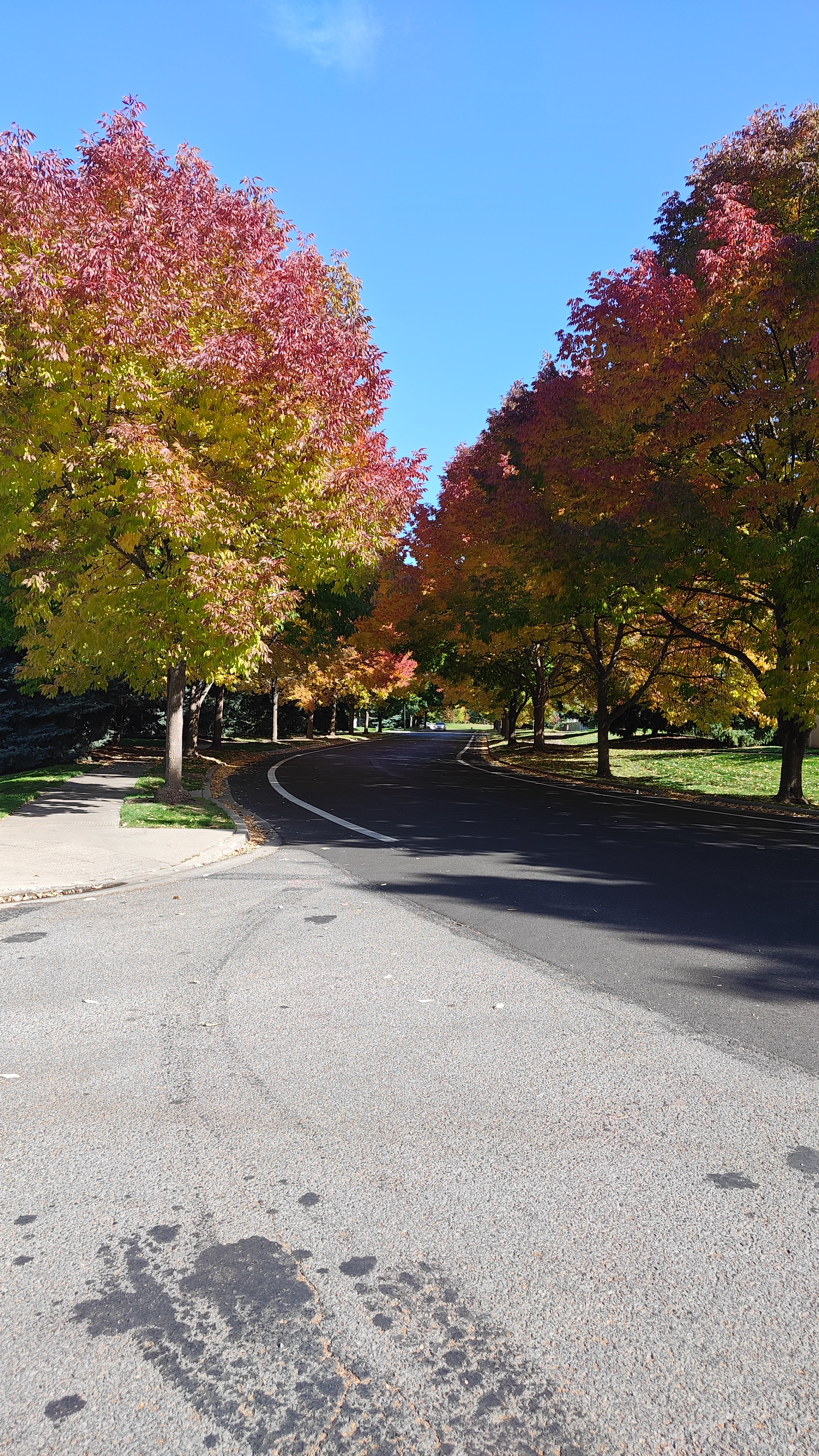 Tree-lined Coeur d'Alene Place street in fall near StayInCDA